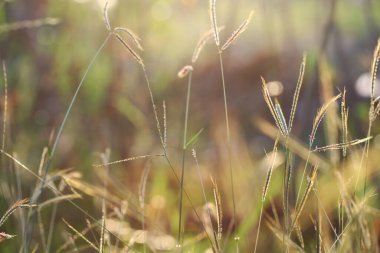 Akşamları altın bir ışıkla tarlanın otları