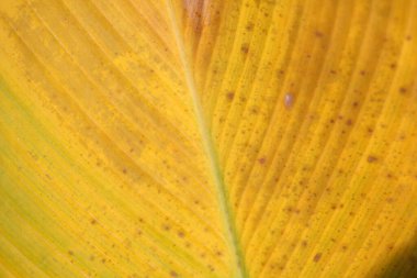 Calathea lutea ya da Calathea Calathea, Küba purosu olarak da bilinir.