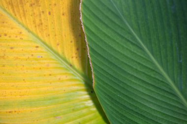 Yeşil yapraklarla bahçedeki sarı yapraklar birleşir.