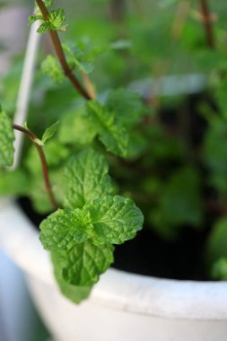 Nane şekeri ya da aşçı için sebze, bitki taze koku almak için bir bitki olarak kullanışlıdır..