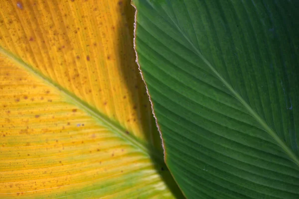 庭の黄色の葉と組み合わせた緑の葉 — ストック写真