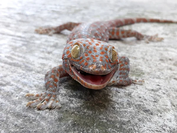 Primo Piano Gechi Asiatici Geco Tropicali Gechi Gechi Gechi Sulla — Foto Stock