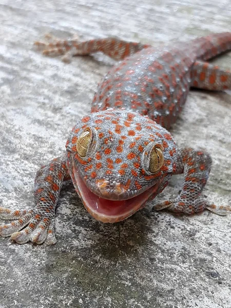 Primo Piano Gechi Asiatici Geco Tropicali Gechi Gechi Gechi Sulla — Foto Stock