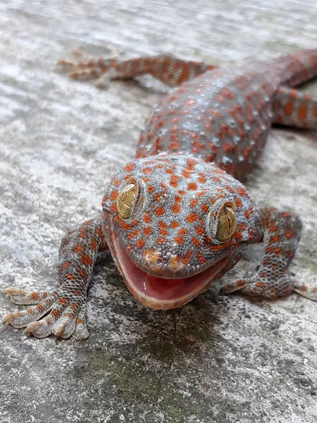 Primo Piano Gechi Asiatici Geco Tropicali Gechi Gechi Gechi Sulla — Foto Stock