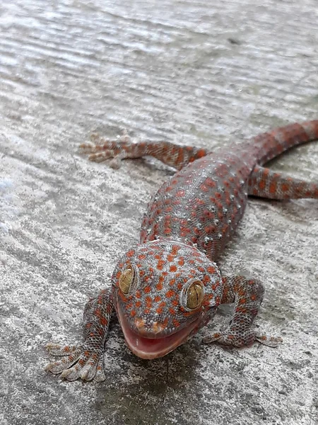 Primo Piano Gechi Asiatici Geco Tropicali Gechi Gechi Gechi Sulla — Foto Stock