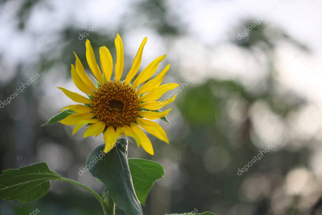 Close up photo of sunflower. Field of yellow sunflower flowers against background of green leaves. Beautiful fields with sunflowers in summer.