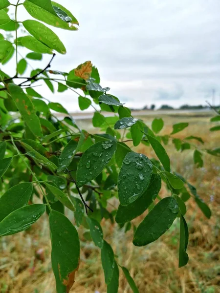 Feldblume Nach Juliregen Getrockneten Blumen — Stockfoto