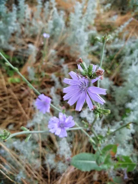 Flor Campo Após Chuva Julho Flores Secas — Fotografia de Stock