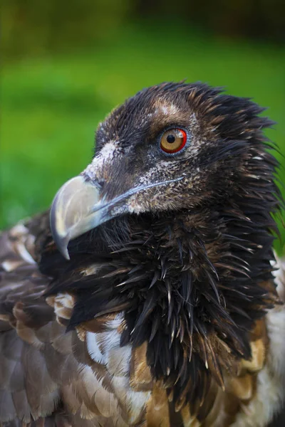 Brown Eagle head turned left close up with green tree and grass on the background. Walk through the National Park. Summer Day, Zoo Animals, Vertical, willd redatory bird. Portrate, Selective focus