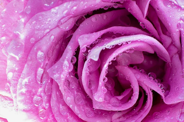 Close up de pétalas de rosa violeta fresca com gotas de água, tiro horizontal com regra de composição de hélice dourada. Imagem macro para cartão postal, papel de parede. Linda flor. Presente, surpresa, hobby, jardim — Fotografia de Stock