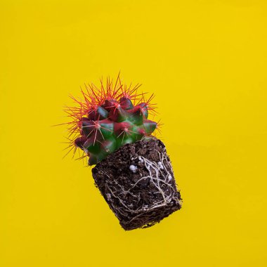 Boş sarı arka planda tenceresiz kırmızı kaktüs