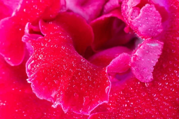 Close up of center of flower of pink Sinningia or Gloxinia speciosa, one open bright flower with water drops on the background on greean leaves. Vertical macro shot, indoor plants. Postcard. — Stock Photo, Image