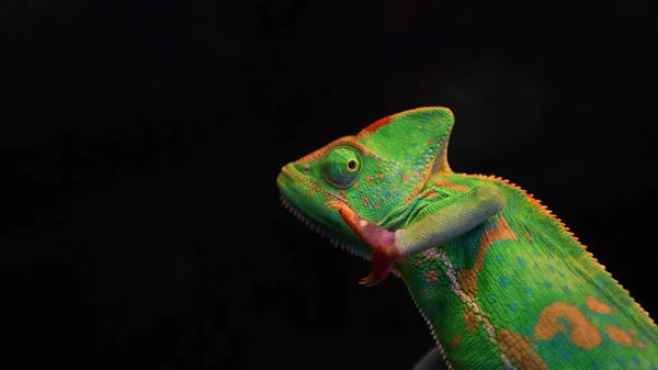 Zelený chameleon izolovaný na černém pozadí s kopírovacím prostorem. Selektivní soustředění. Divoká zvířata. — Stock fotografie