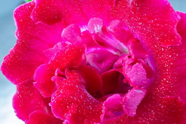 Mor Sinningia ya da Gloxinia Specosa 'yı kapatın. Yeşil yaprakların üzerinde su damlaları olan parlak bir çiçek. Dikey makro çekim, kapalı alan bitkileri ve bahçe. Kartpostal ve duvar kağıdı.