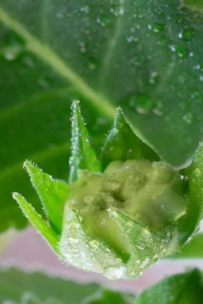 Närbild Sinningia eller Gloxinia speciosa stängd grön knopp med vattendroppar på bakgrunden på gröna blad. Vertikalt med kopieringsutrymme. Makro skott om inomhusväxter och trädgårdsskötsel. Vykort — Stockfoto
