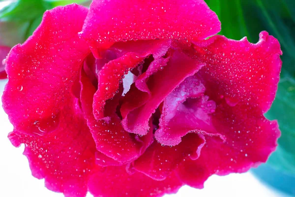 Närbild Rosa Sinningia Eller Gloxinia Speciosa Öppen Ljus Blomma Med — Stockfoto