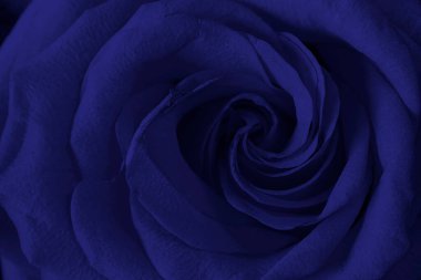 Taze, sarmal yapraklı mavi gül, kartpostal, duvar kağıdı, yaratıcı tasarım için yatay makro çekim. Güzel çiçek. Hediye, sürpriz, hobi, bahçe. Renk eğilimi.