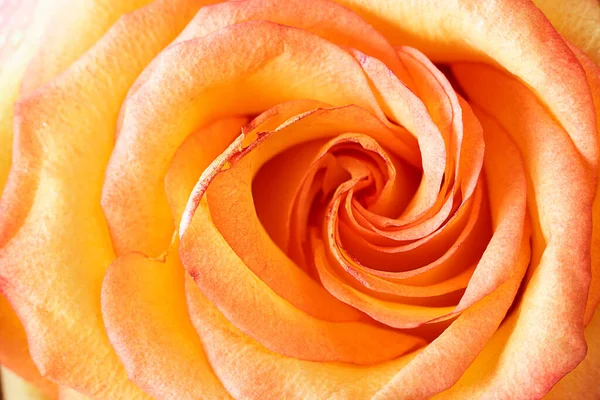 Close Rosa Laranja Brilhante Fresco Com Pétalas Hélice Tiro Macro — Fotografia de Stock