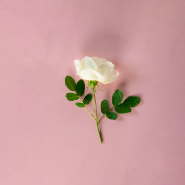 Kısa buharlı taze beyaz gül ve pastel pembe arka planda yeşil yapraklar. Yaratıcı kare çiçek arkaplanı, duvar kağıdı ya da kartpostal. Sevgililer Günü ve düğün konsepti