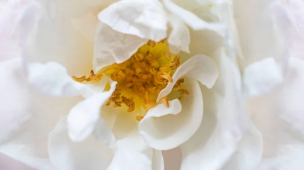 Gros Plan Fleur Rose Sauvage Blanche Fleurissement Macro Mode Photo — Photo