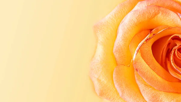 Close Metade Rosa Laranja Brilhante Fresco Banner Macro Horizontal Com — Fotografia de Stock