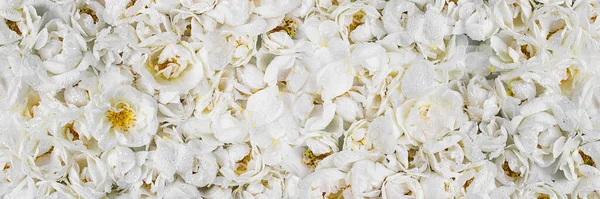 Żywa Ściana Delikatnych Białych Dzikich Róż Długi Sztandar Pełne Tło Obraz Stockowy