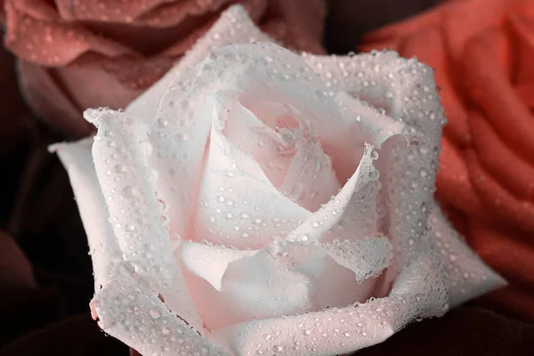 Close Rosa Branca Com Gotas Água Com Outras Flores Desfocadas — Fotografia de Stock