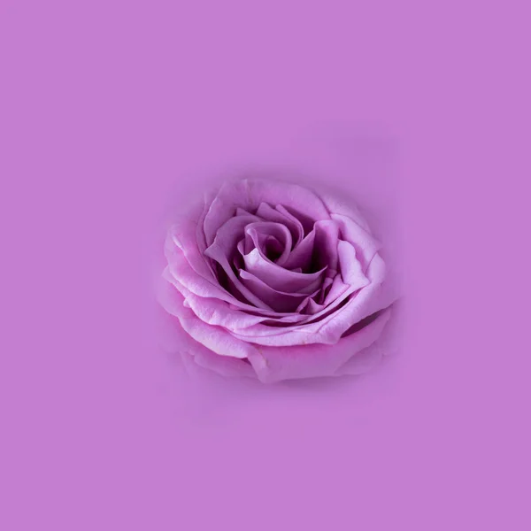 Gros plan de rose violette fraîche et brillante sur fond monochrome vide, prise de vue macro Isolat carré, image pour carte postale et papier peint. Saint-Valentin, les mères, la fête des femmes ou anniversaire. — Photo