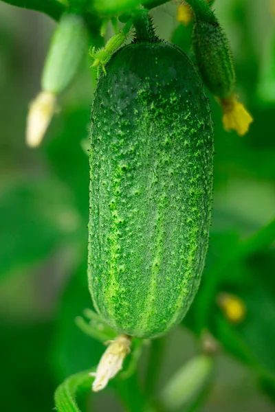 Cucumber on plan, surrounded with green leves and small vegetables in the garden. Selective focus. Vertical. Harvest and gardening. Summer season — Stock Photo, Image