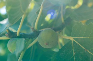 Ağaçta yetişen yeşil incirin arka planda güzel yapraklarla yakın çekimi. Egzotik meyve hasadı. Yatay açık hava çekimi. Seçici odaklanma. Organik bahçe ve tatlı yiyecekler..