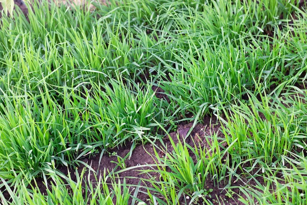 Nombreuses rangées diagonales de plantes graminales fraîches, lignes droites d'herbe verte dans le jardin ou sur les champs. Horizontal. Nature, Jardinage et agriculture. — Photo