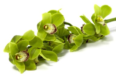 Beyaz arka plan üzerinde Tropikal Yeşil Cymbidium Orkide