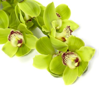 Beyaz arka plan üzerinde Tropikal Yeşil Cymbidium Orkide
