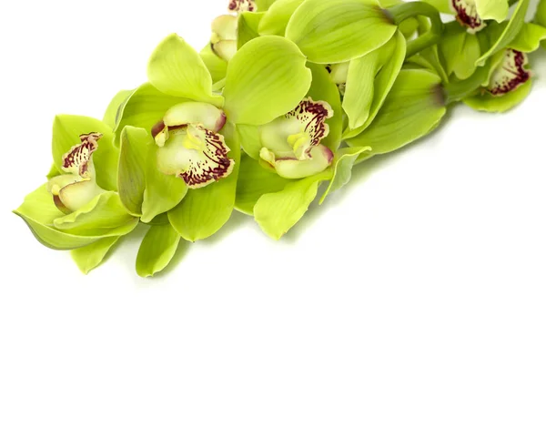 Orquídea cymbidium verde fotos de stock, imágenes de Orquídea cymbidium  verde sin royalties | Depositphotos