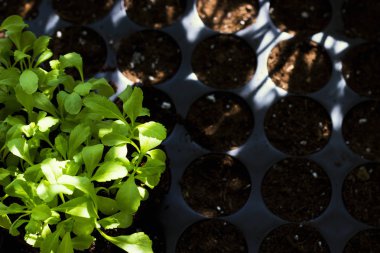 Plastik kaplarda genç taze fideler, organik büyüyen sebzeler