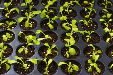 Plastik kaplarda genç taze fideler, organik büyüyen sebzeler