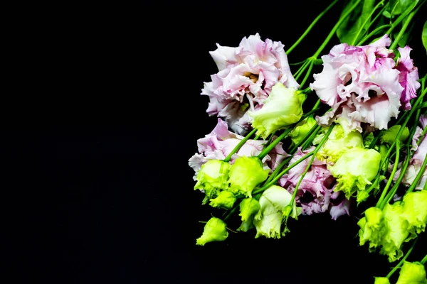 Pink Lisianthus op een zwarte achtergrond, vrije ruimte voor uw tekst. — Stockfoto