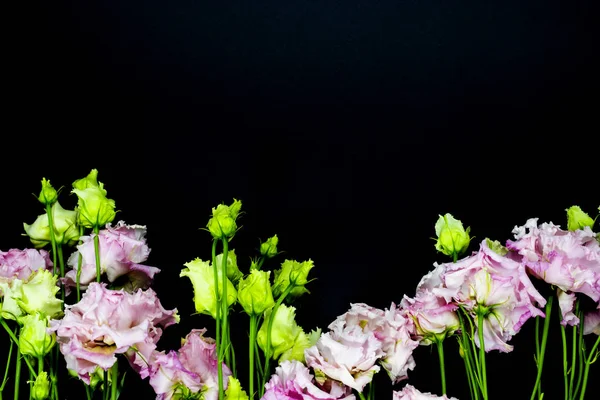 Pink Lisianthus fekete alapon, szabad hely a szövegben. — Stock Fotó