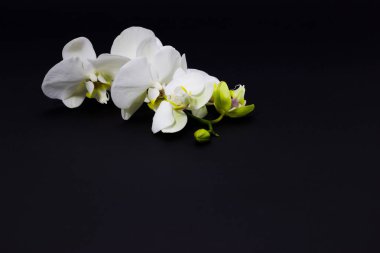 koyu bir arka plan üzerinde beyaz orkide phalaenopsis, metin için yer