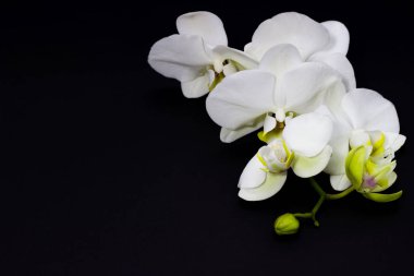 koyu bir arka plan üzerinde beyaz orkide phalaenopsis, metin için yer