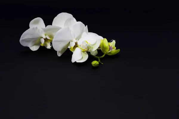 Phalaenopsis branco do orchid em um fundo escuro, lugar para seu texto — Fotografia de Stock