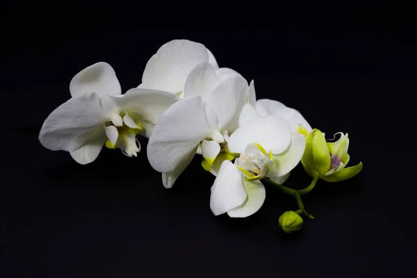 Biała orchidea Phalaenopsis na ciemnym tle, miejsce na tekst — Zdjęcie stockowe