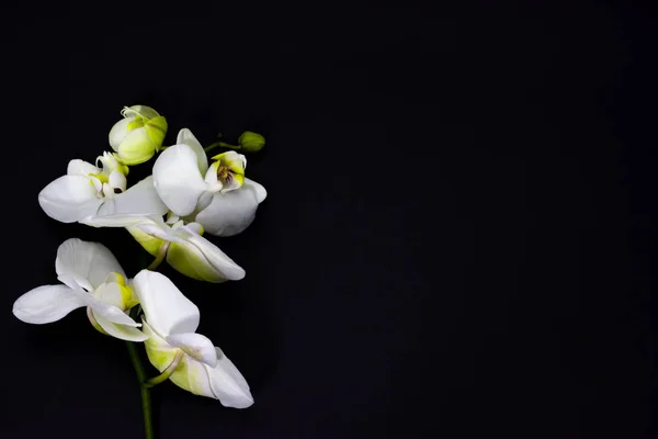 Phalaenopsis blanca de la orquídea sobre un fondo oscuro, lugar para su texto — Foto de Stock
