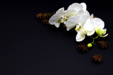 koyu bir arka plan üzerinde beyaz orkide phalaenopsis, metin için yer