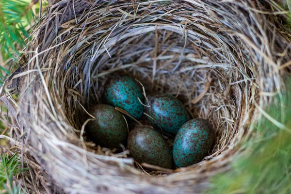 Pintos de ovos em um ninho em um ramo de árvore fecham na primavera na luz solar — Fotografia de Stock