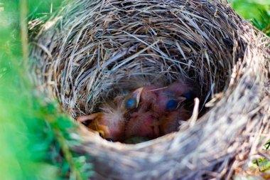 pamukçuk civciv bir ağaç dalı üzerinde bir yuva üzerinde bir yuva da güneş ışığında baharda kapatın
