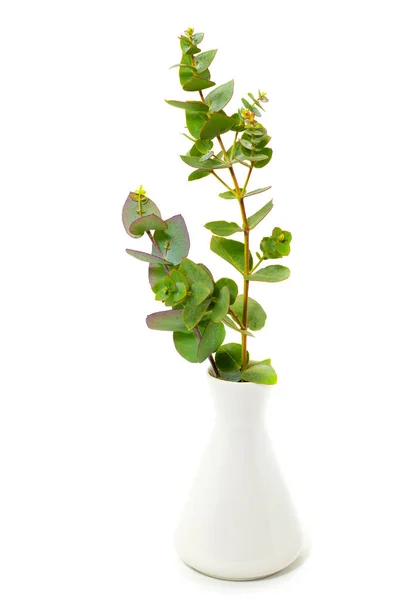 Verse eucalyptus in een witte vaas op een witte achtergrond vrije ruimte voor tekst — Stockfoto