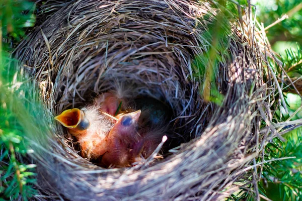 Thrush chicks in a nest on a tree chicks in a nest on a tree branch close up in spring in the sunlight — Stock Photo, Image