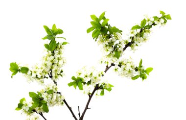 meyve ağaçlarının beyaz bir arka plan bahar çiçekli üzerinde çiçekli erik dalları