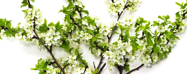 Blühende Pflaumenzweige auf weißem Hintergrund Frühjahrsblüte von Obstbäumen — Stockfoto